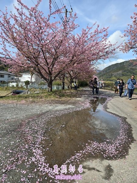 [遊記] 日本東京 ‧ 三浦海岸 ‧ 伊豆河津 ‧ 下田 ‧