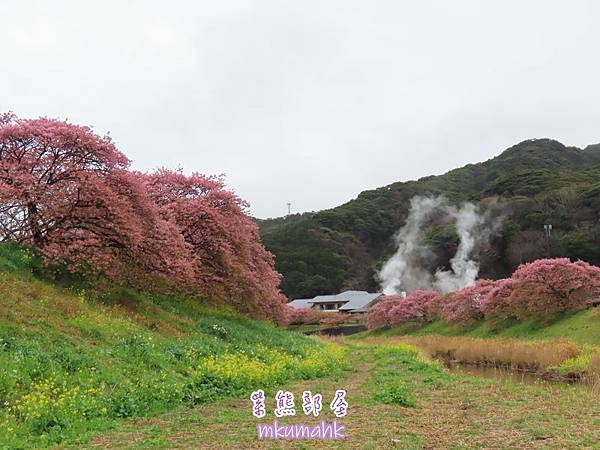 [遊記] 日本東京 ‧ 三浦海岸 ‧ 伊豆河津 ‧ 下田 ‧