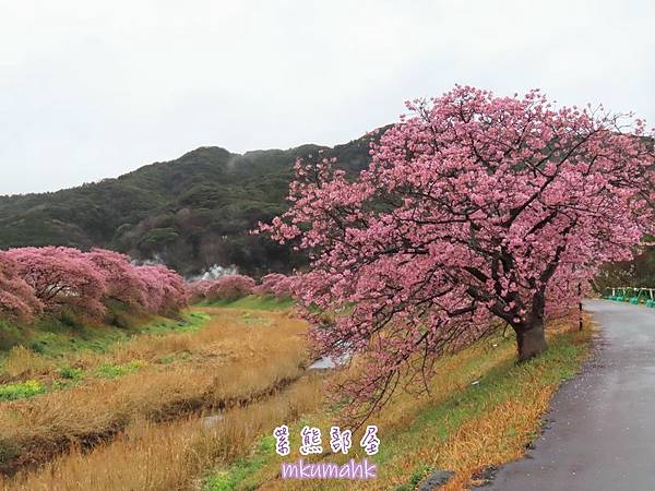 [遊記] 日本東京 ‧ 三浦海岸 ‧ 伊豆河津 ‧ 下田 ‧