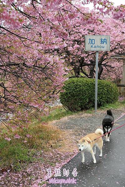 [遊記] 日本東京 ‧ 三浦海岸 ‧ 伊豆河津 ‧ 下田 ‧