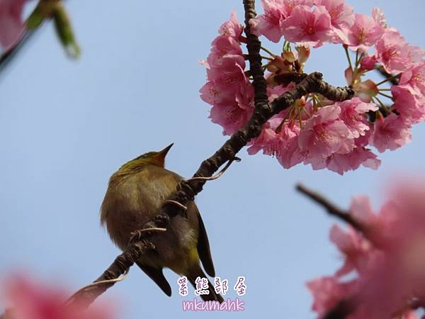 [遊記] 日本東京 ‧ 三浦海岸 ‧ 伊豆河津 ‧ 下田 ‧