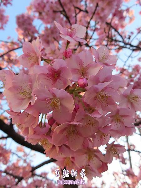 [遊記] 日本東京 ‧ 三浦海岸 ‧ 伊豆河津 ‧ 下田 ‧