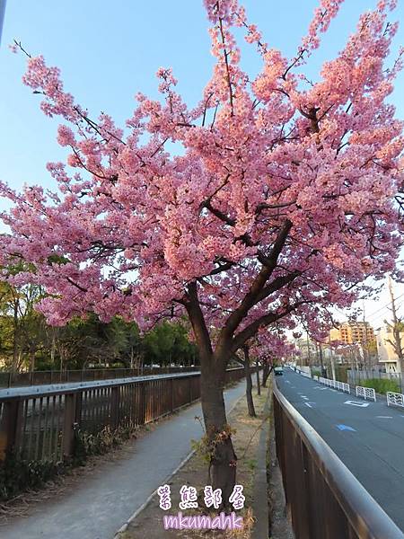 [遊記] 日本東京 ‧ 三浦海岸 ‧ 伊豆河津 ‧ 下田 ‧