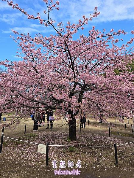 [遊記] 日本東京 ‧ 三浦海岸 ‧ 伊豆河津 ‧ 下田 ‧