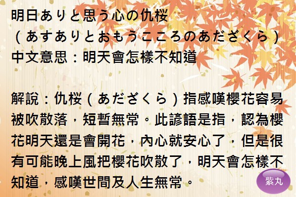 紫丸日文明日ありと思う心の仇桜圖片