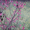櫻花與油菜花.jpg