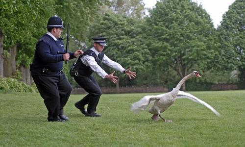 Hot Fuzz01