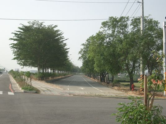 台13甲旁林蔭大道