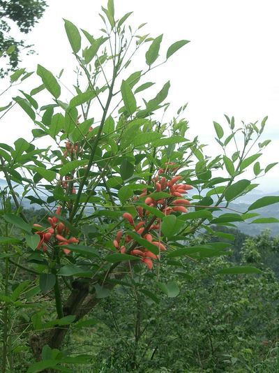 不知名植物