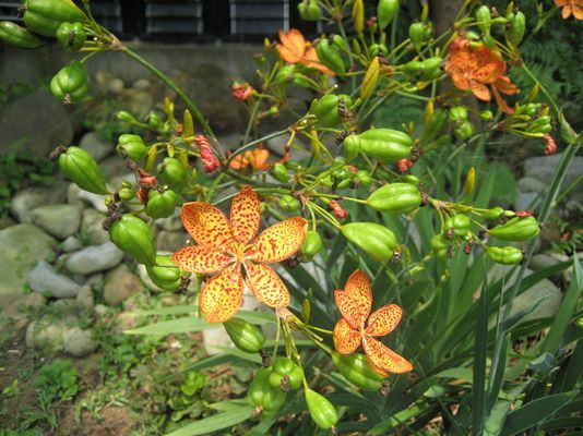 花花草草