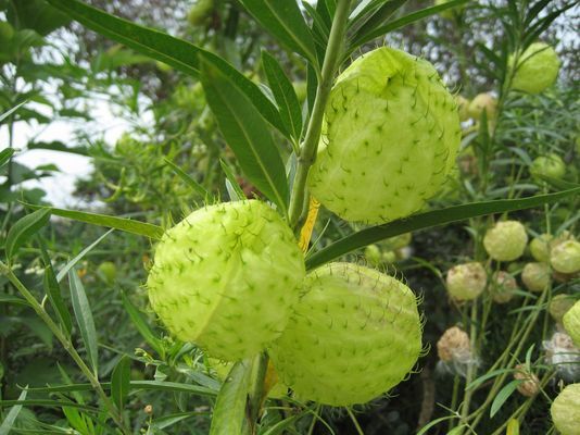 花花草草