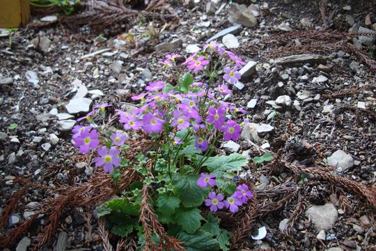 非洲鳳仙花