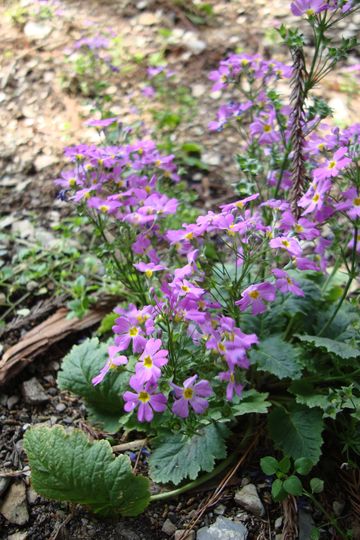 非洲鳳仙花