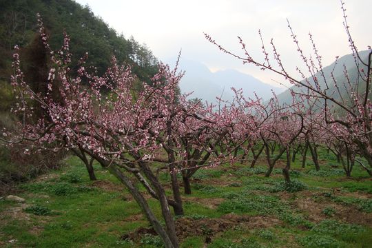 桃花園