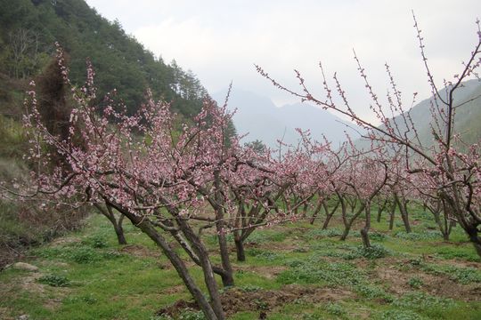 桃花園