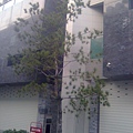 201211松樹