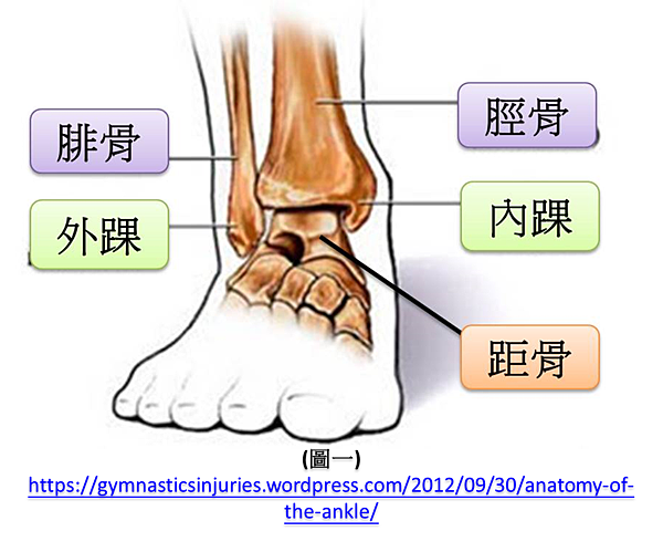 為什麼腳踝易內翻而不是外翻 儀嘉醫療體系儀嘉物理治療所03 展嘉物理治療所03 真嘉物理治療所03 220 庭嘉物理治療所03 痞客邦
