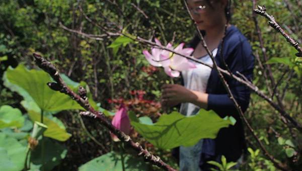 涉江採芙蓉.jpg