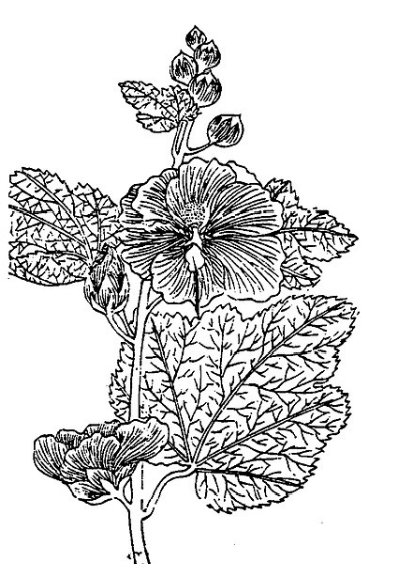 蜀葵(植物名實圖考).png