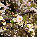 sakura120407_072