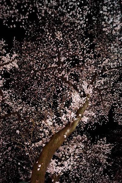 sakura120408_68