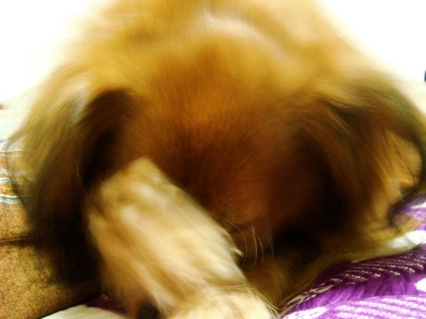 kuma126.jpg