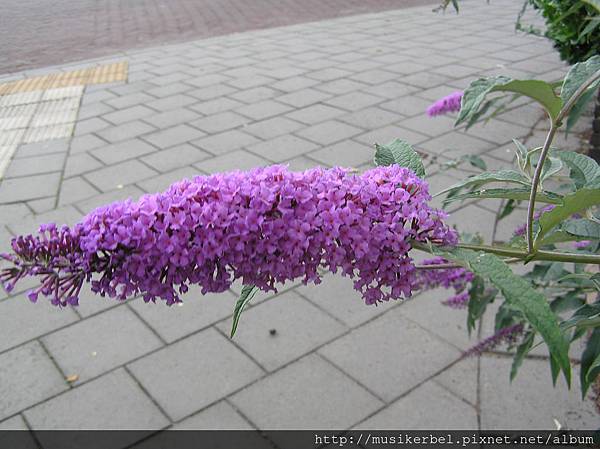 香香的花串