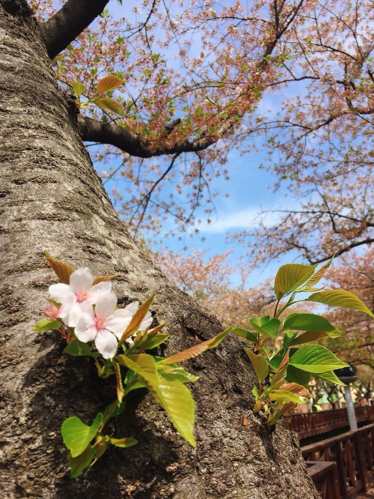 2018412鎮海慶和追櫻花🌸_190729_0004.jpg