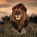 long-lions-live-wild_31e3e9a8e5d47d54