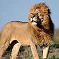 many-african-lions-wild_c3b4186fe4064639