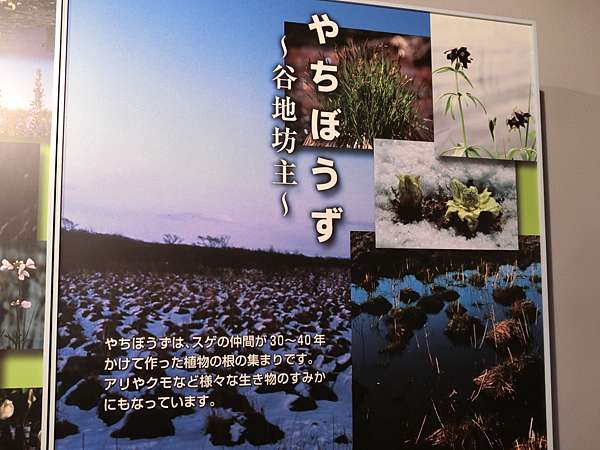 日本 極上北海道賞花day7 釧路市濕原展望台 魚活鮮とあぶり焼海へ釧路中央店 極上の綺麗な世界 勝軍先生の究極奧義ブログ 日本 極上北海道賞花day7 釧路市濕原展望台 魚活鮮とあぶり焼海へ釧路中央店 極上の綺麗な世界 勝軍先生の究極奧義ブログ