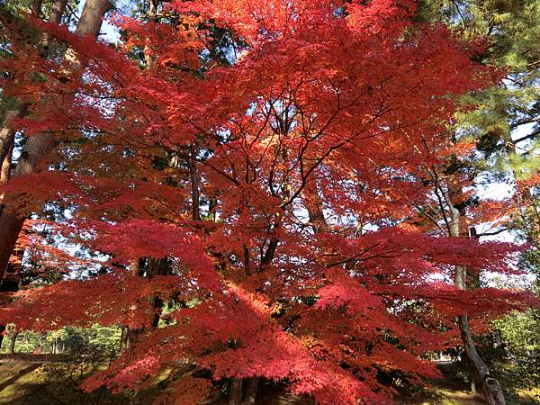 日本 極上東北紅葉狩day6 毛越寺 極上の綺麗な世界 勝軍先生の究極奧義ブログ 痞客邦 日本 極上東北紅葉狩day6 毛越寺 極上の綺麗な世界 勝軍先生の究極奧義ブログ 痞客邦