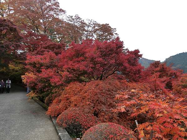 日本 極上東北紅葉狩day7 永源寺 三村觀光果樹園 極上の綺麗な世界 勝軍先生の究極奧義ブログ 痞客邦