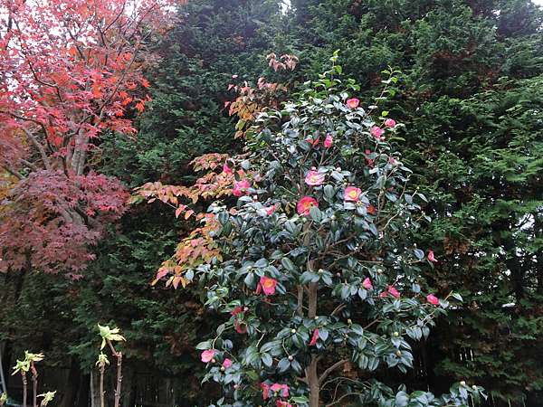 日本 極上山陰山陽紅葉秘境day4 由志園 紅葉ライトアップ 江島大橋 ベタ踏み坂 極上の綺麗な世界 勝軍先生の究極奧義ブログ 痞客邦 日本 極上山陰山陽紅葉秘境day4 由志園 紅葉ライトアップ 江島大橋 ベタ踏み坂 極上の綺麗な世界 勝軍先生の究極奧義ブログ 痞客邦