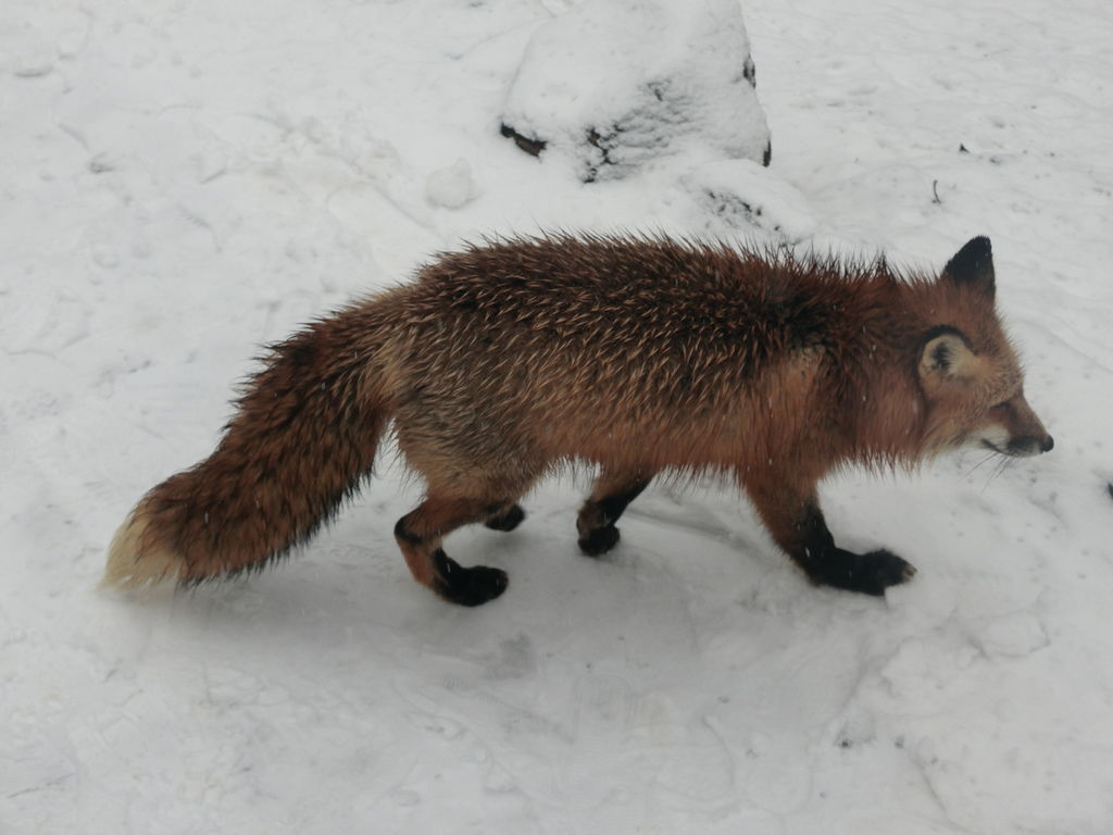 極上東日本秘湯隱宿day7 宮城蔵王キツネ村 東北最強の金運神社 金蛇水神社 仙台空港 極上の綺麗な世界 勝軍先生の究極奧義ブログ