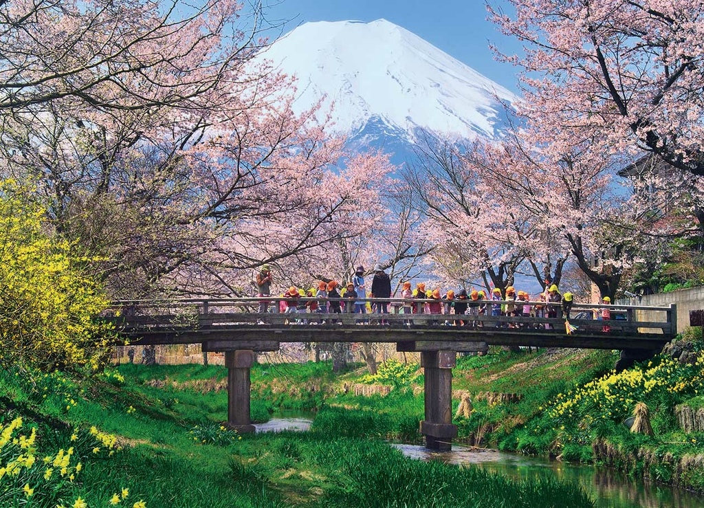 忍野 新名庄川 桜02.jpg