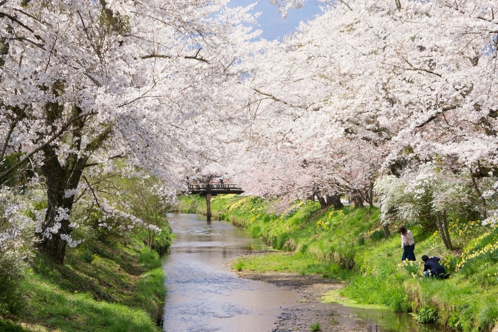 忍野 新名庄川 桜.jpg