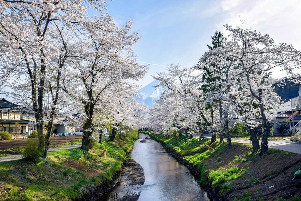 忍野 新名庄川 桜07.jpg