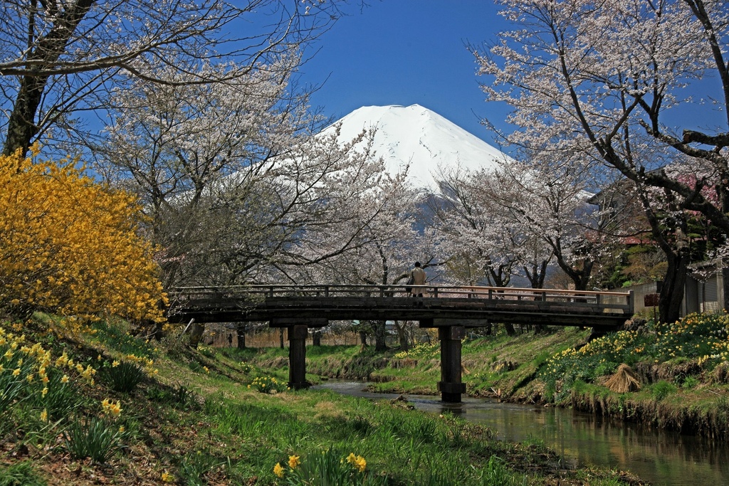 忍野 新名庄川 桜12.jpg