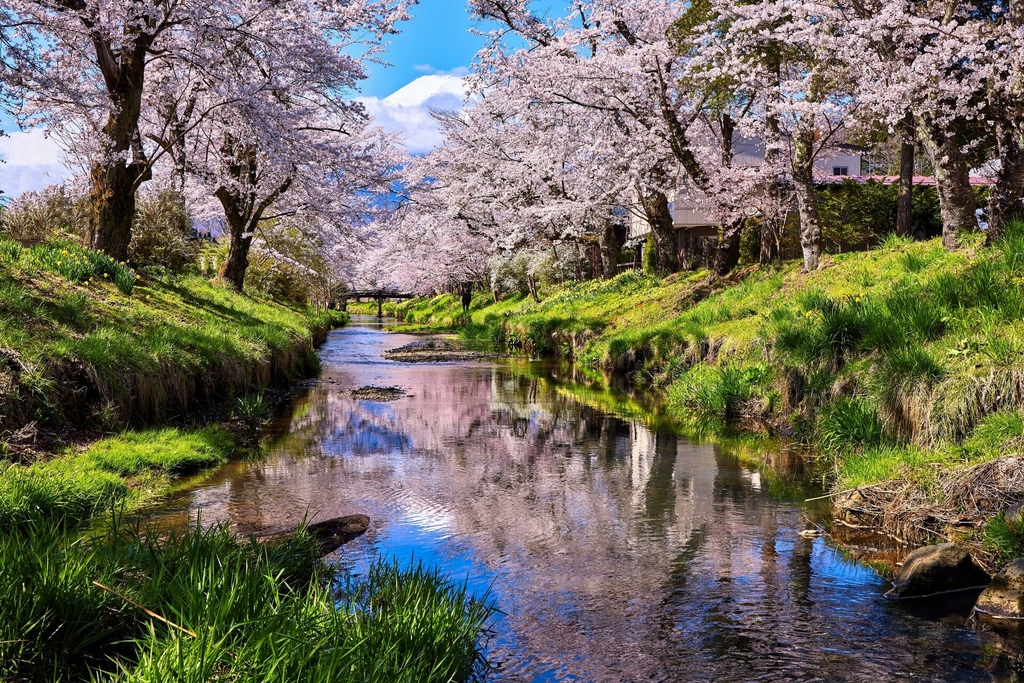 忍野 新名庄川 桜13.jpg