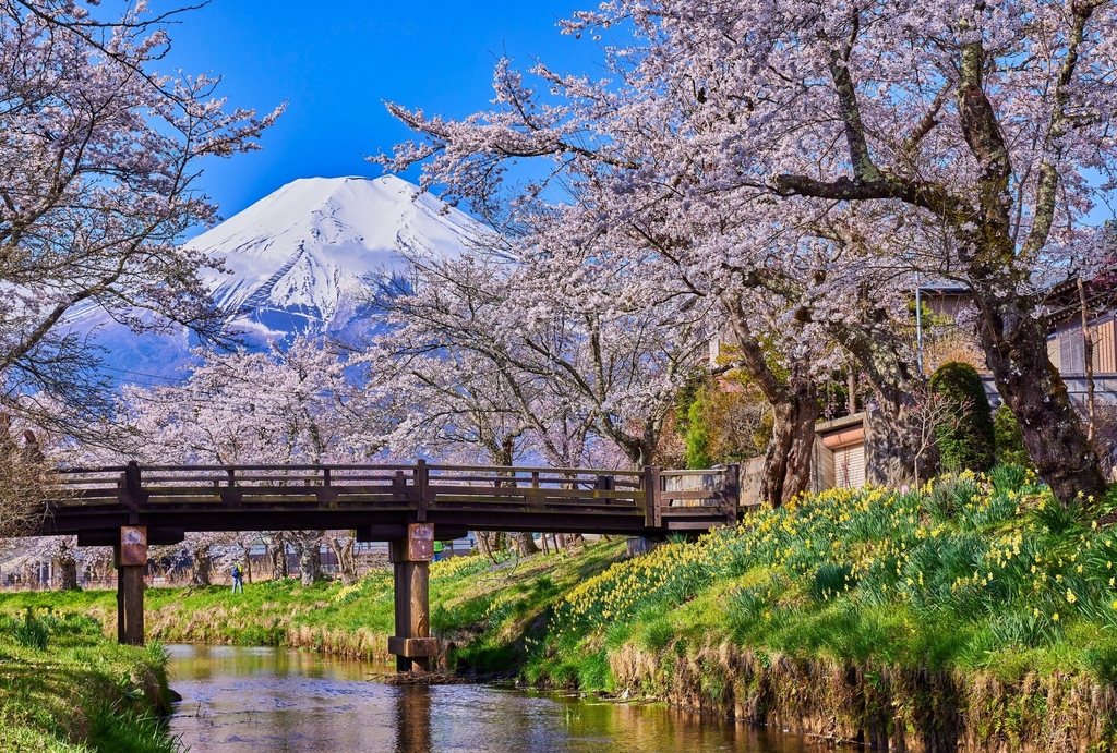 忍野 新名庄川 桜14.jpg