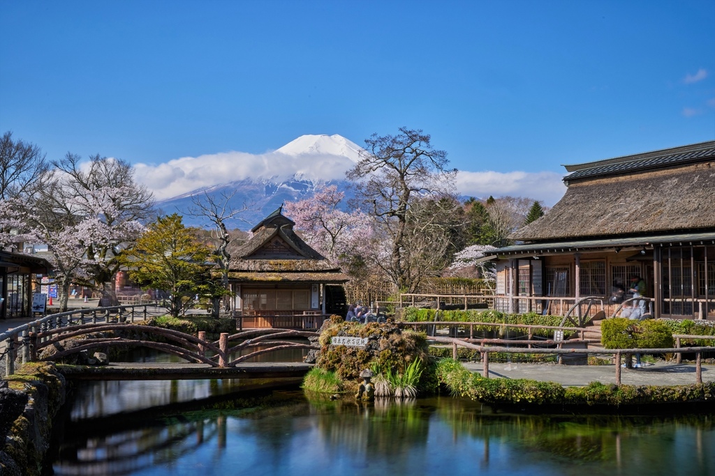 忍野 新名庄川 桜15.jpg