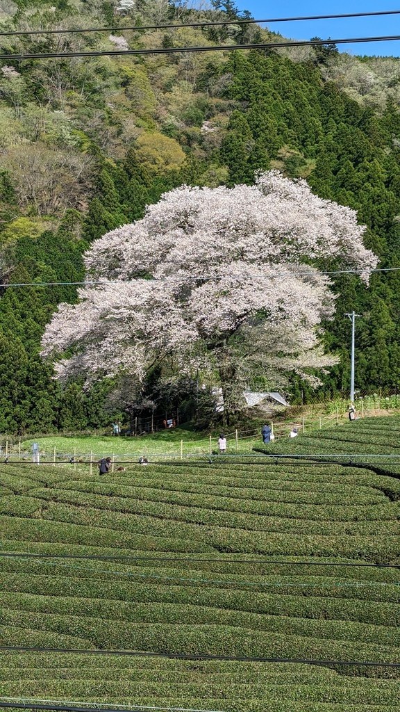 2025年春季日本賞櫻50天遊記彙整《遊人曾泰齊★勝軍老師達