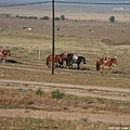 20081001_希拉穆仁天鵝湖_呼和浩特_09.jpg