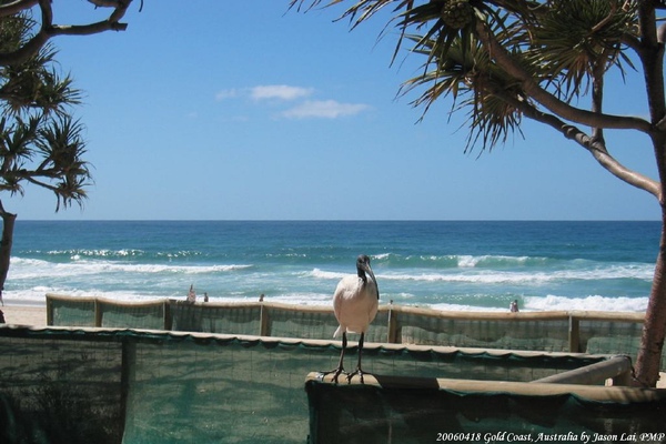 20060418_GoldCoast_14.JPG
