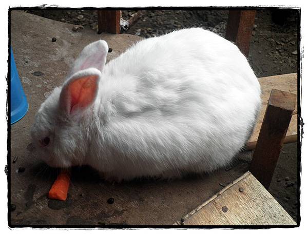 兔子P2270087 20110227.JPG