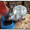 兔子P2270086 20110227.JPG