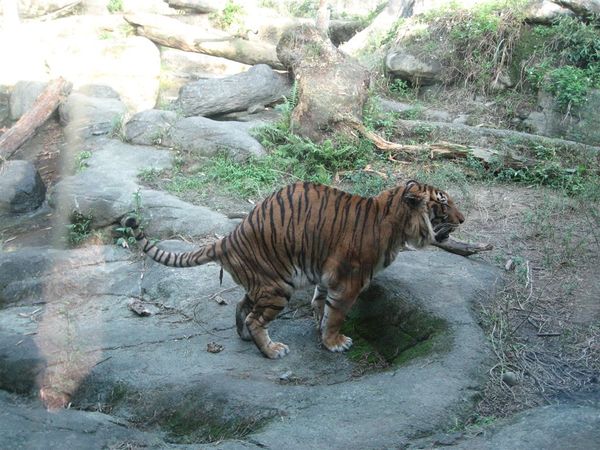 老虎在大便 >___<||||