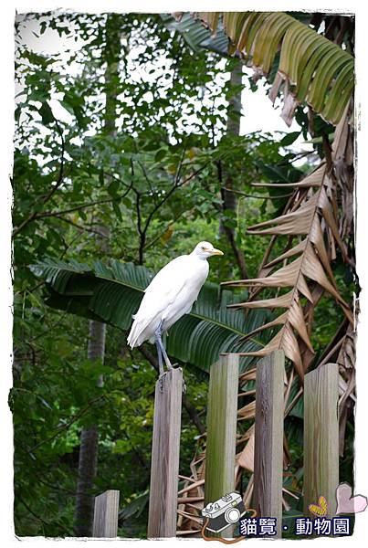 小MICA動物園IMGP5142.JPG