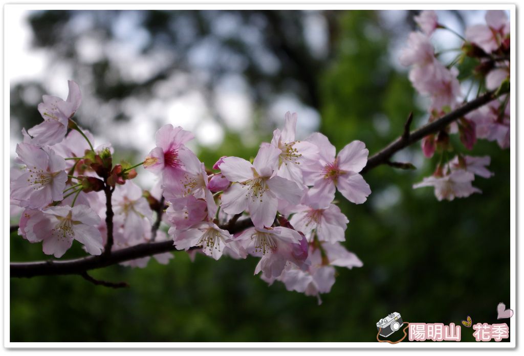 陽明山花季IMGP7087